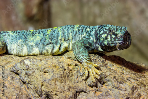 ornate mastigure (Uromastyx ornata) is a species of lizard in the family Agamidae. These medium-sized lizards are among the most colorful members of the genus.