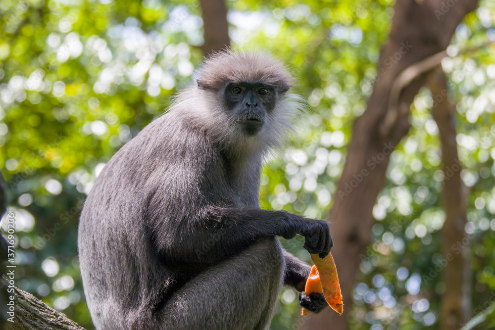 Obraz premium The purple-faced langur (Semnopithecus vetulus) is a species of Old World monkey that is endemic to Sri Lanka. The animal is a long-tailed arboreal species, identified by a mostly brown dark face.