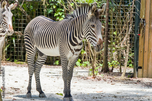 The Grevy s zebra  is the largest living wild equid and the largest and most threatened of the three species of zebra  Compared with others  it is tall  has large ears  and its stripes are narrow.