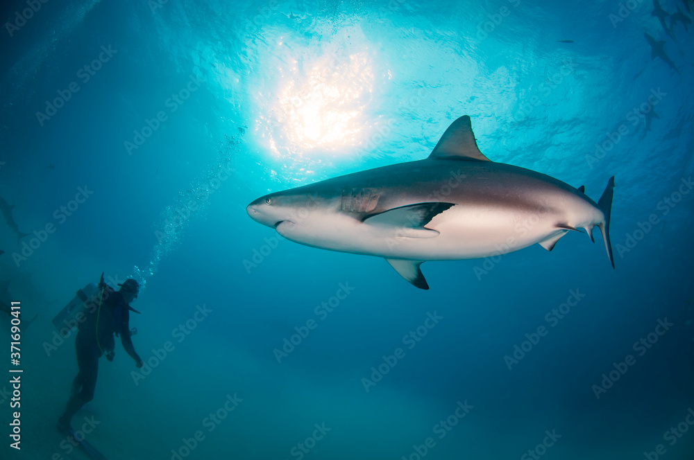Pregnant Caribbean Reef Shark Pregnant Caribbean Reef Shark