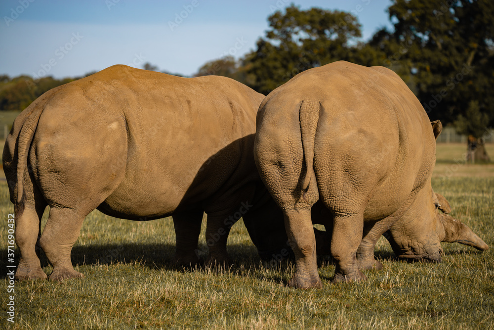 Fototapeta premium Southern White Rhino 