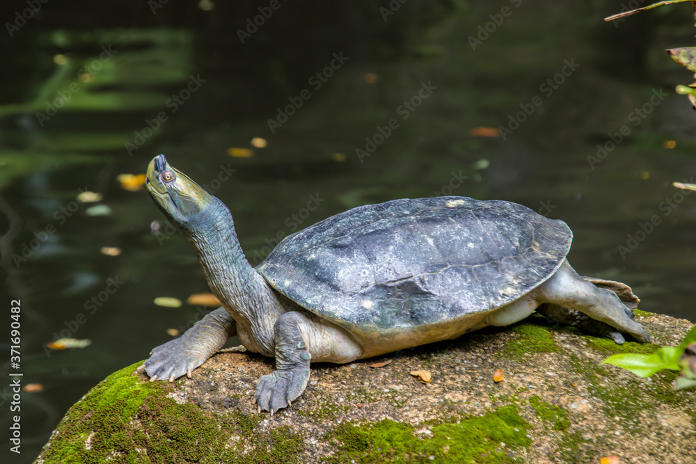 Fototapeta premium The Burmese roofed turtle (Batagur trivittata) is one of six species of turtle in the genus Batagur of the family Geoemydidae. It is endemic to Myanmar. It remains very rare in the wild.