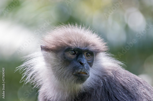 The purple-faced langur (Semnopithecus vetulus)  is a species of Old World monkey that is endemic to Sri Lanka. The animal is a long-tailed arboreal species, identified by a mostly brown dark face. © Danny Ye