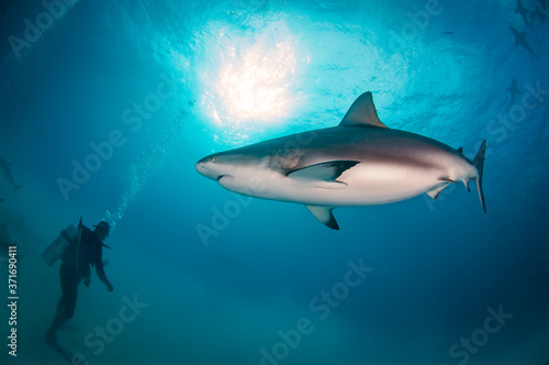 Pregnant Caribbean Reef Shark