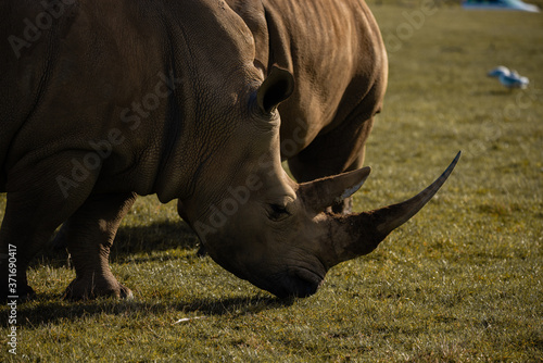 Southern White Rhino Portrait Safari