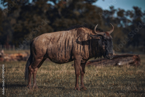 Brindled Wildebeest Portrait Safari