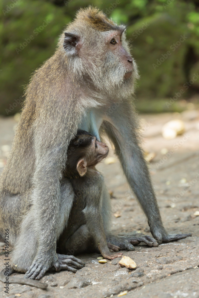 Ubud on the isle of Bali in Indonesia, the town is famous for the monks forest