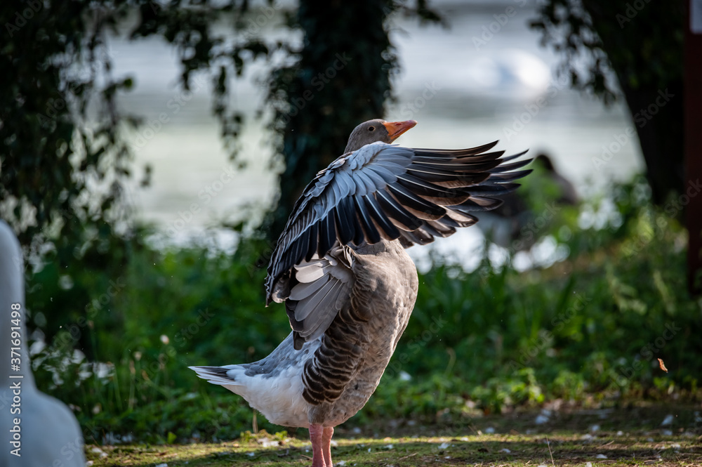 Fototapeta premium gray goose on green field