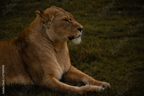 Strong Lioness Portrait, Predator Big Cat