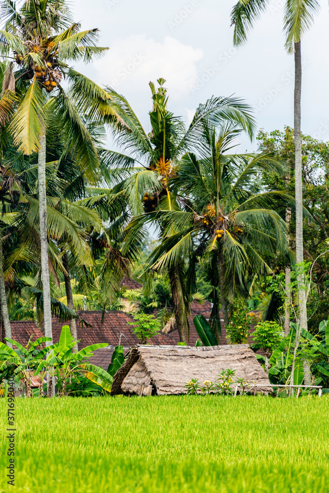 Obraz premium Ubud on the isle of Bali in Indonesia, the town is famous for the monks forest