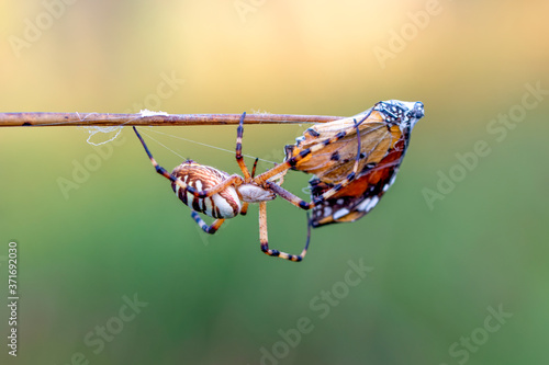 Beautiful spider feasting butterfly on a spider web . Macro photo.