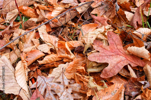 Colorful Pile of Autumn Leaves Background