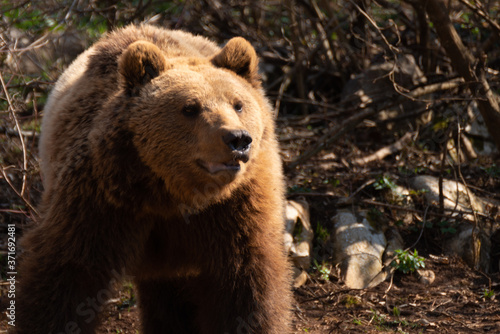 Wallpaper Mural Brown Bear Croatia Forest  Torontodigital.ca