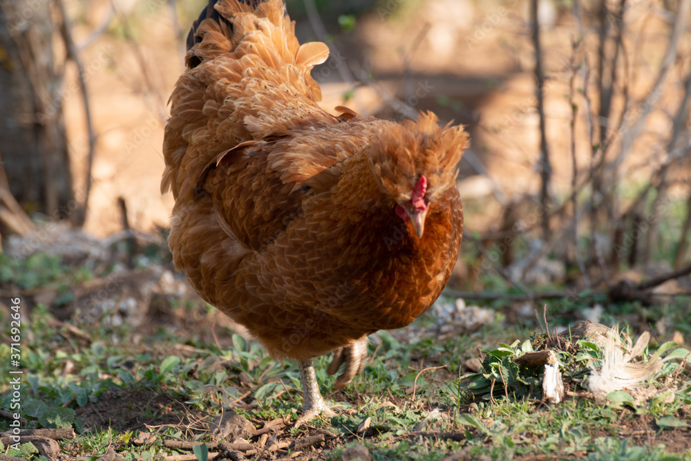 Fototapeta premium Close Up Brown Chicken