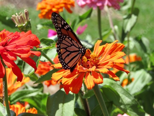 monarch butterfly on flower © Patricia