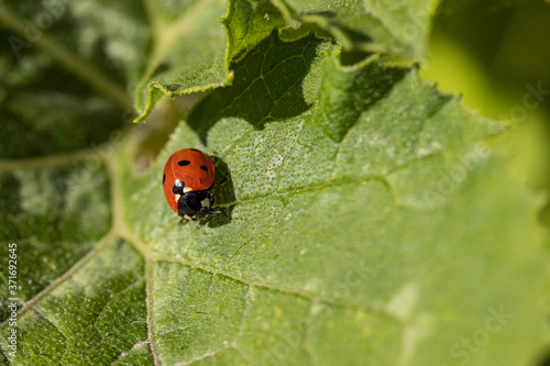 close up of a red ladybug resting on big green leaf of a plant under the sun