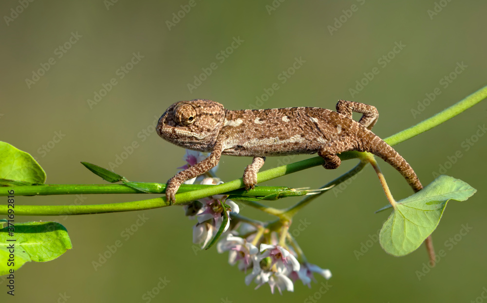 Macro shots, Beautiful nature scene baby green chameleon Macro shots, Beautiful nature scene baby green chameleon