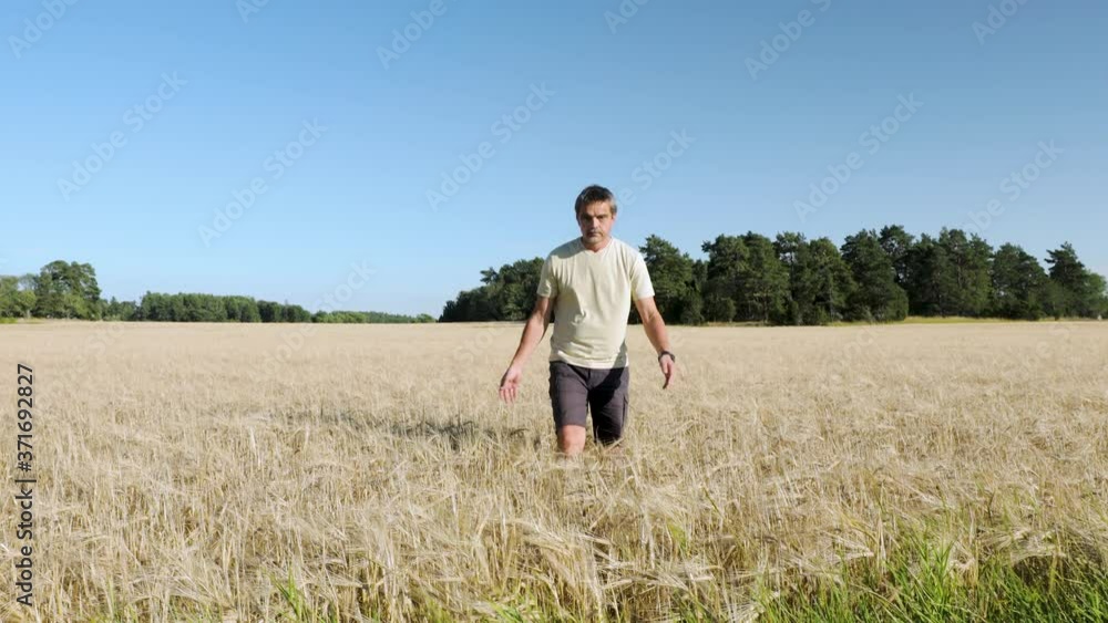 Beautiful landscape view of male going through rye field on sunny summer day. Rye field merging with green trees on blue sky background. Beautiful landscape view of male going through rye field on sunny summer day. Rye field merging with green trees on blue sky background.