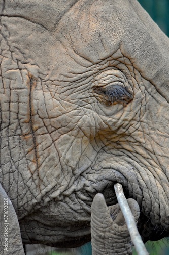 Obraz na płótnie Closeup sideview of juvenile elephant's face with focus on eyelashes, temporal gland, and trunk tip