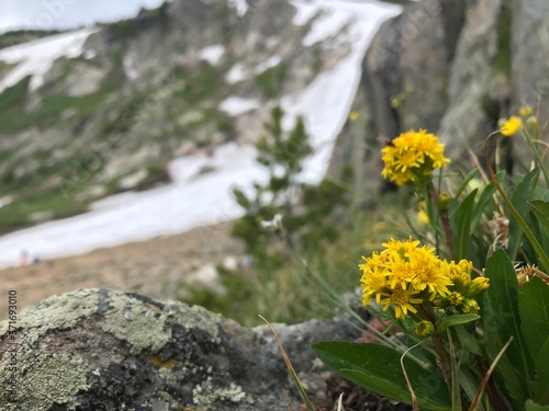 yellow flowers in the mountains with melting glacier in background, nature background with room for text