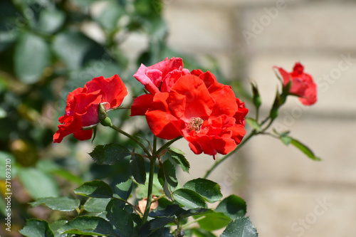 Wallpaper Mural 夏の庭園で咲く朱色のバラの花　サラバンドゥ Torontodigital.ca