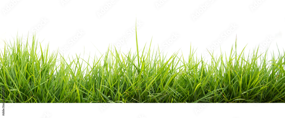 green grass in garden isolate on white background