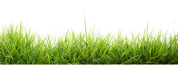 green grass in garden isolate on white background
