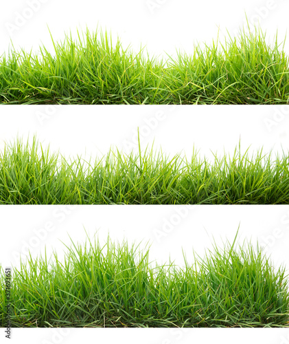 collection green grass isolate on white background