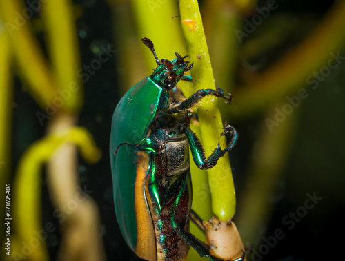 This macro capture show an extremely detailed image of a fig eater beetle (Cotinis mutabilis) insect climbing a succulent plant. photo