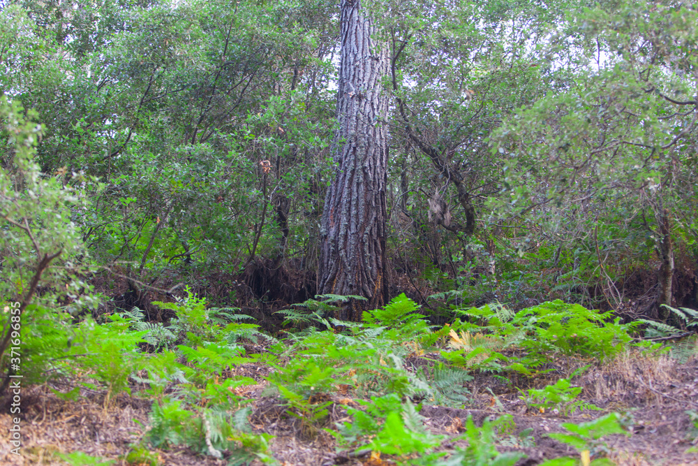 Fototapeta premium landscape of trees, forest and nature in taberrant el hociema morocco. maroc