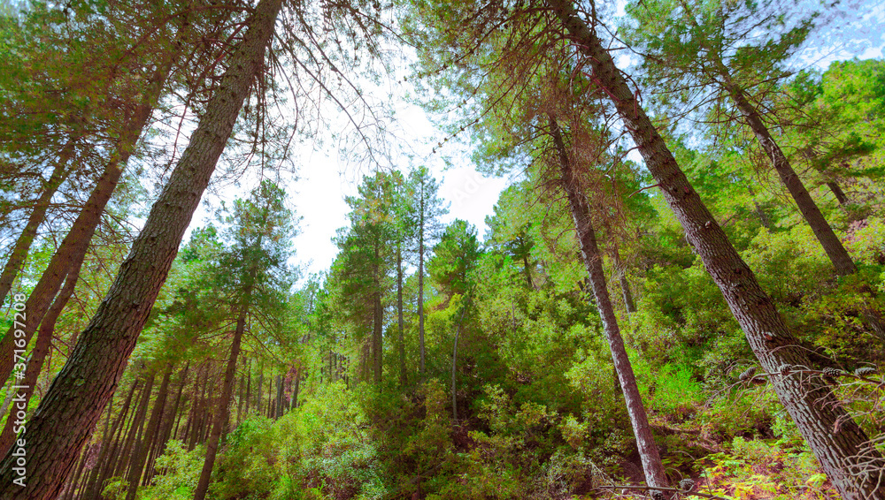 Obraz premium landscape of trees, forest and nature in taberrant el hociema morocco. maroc