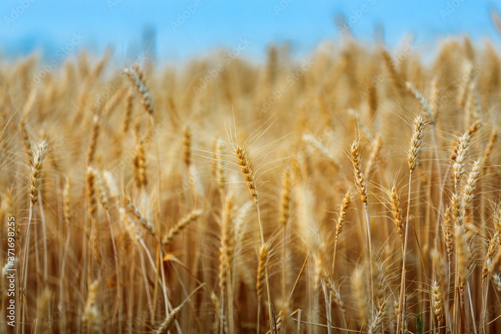 ripe golden wheat or barley in nature background at sunset ripe golden wheat or barley in nature background at sunset