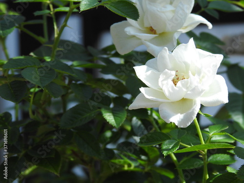 夏の日差しを受ける白いバラ