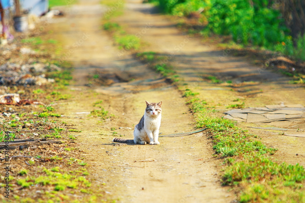 あぜ道を行く孤独な猫