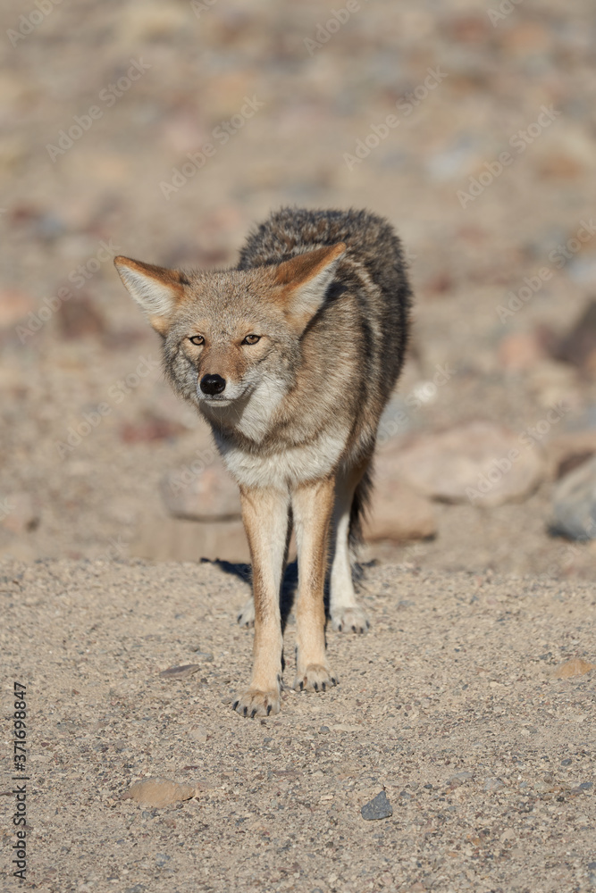 Fototapeta premium Lone coyote in the desert in Death Valley, California.