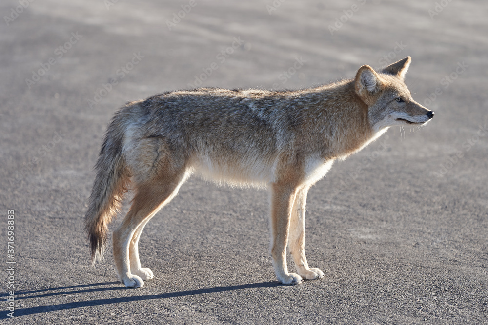 Obraz premium Profile of a wild coyote on the street. Wildlife isolated on gray concrete background.