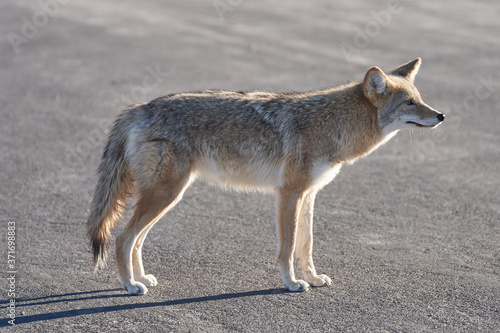 Fototapeta Profile of a wild coyote on the street