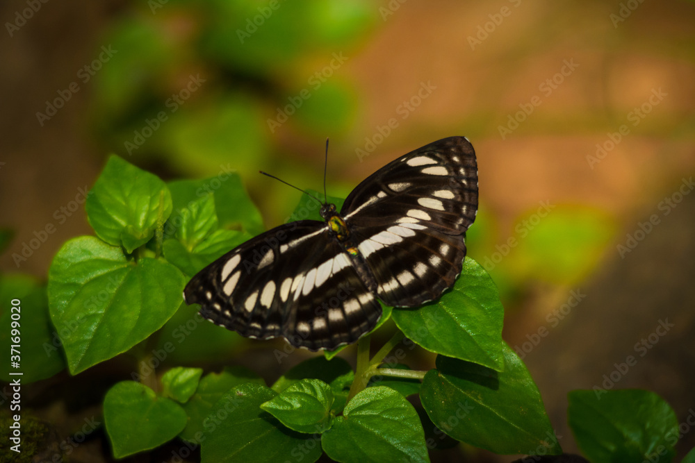 Common sailer Common sailer