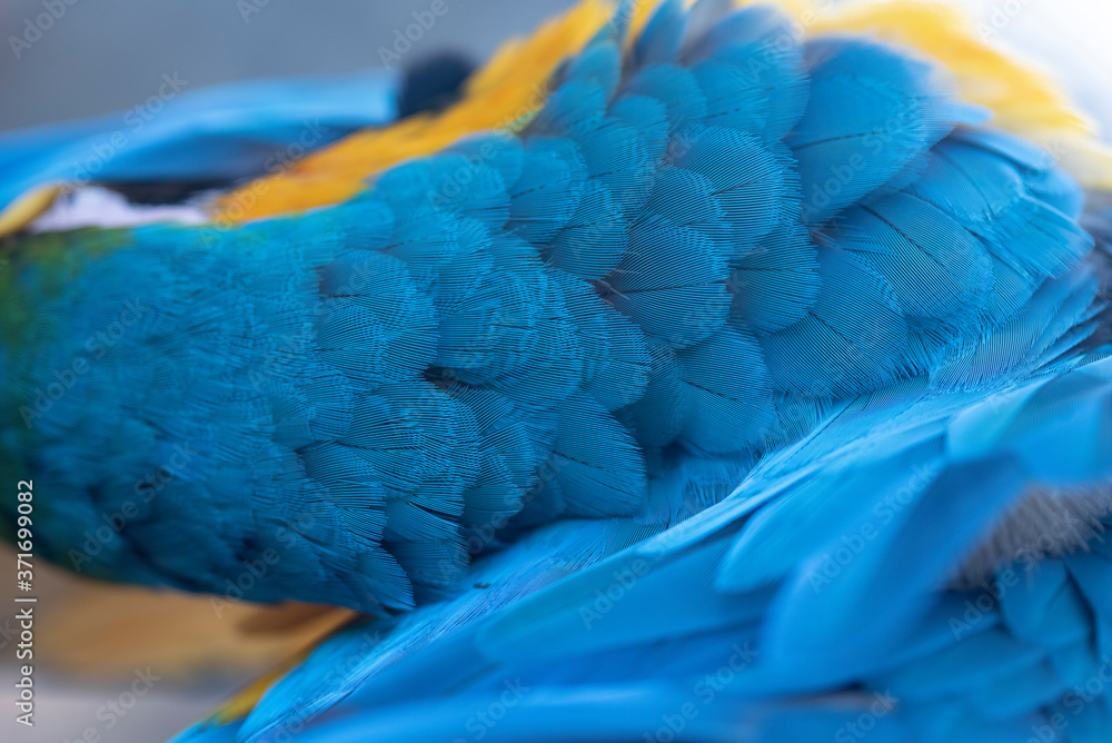 Obraz premium Closeup macaw feathers (Blue and gold parrot)