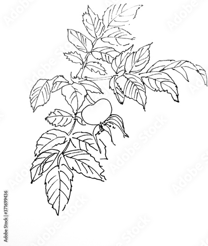 rosehip branch with fruits and leaves, graphic linear black and white drawing, botanical sketch