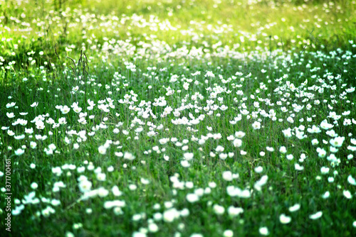 Sunny spring meadow with white wild flowers