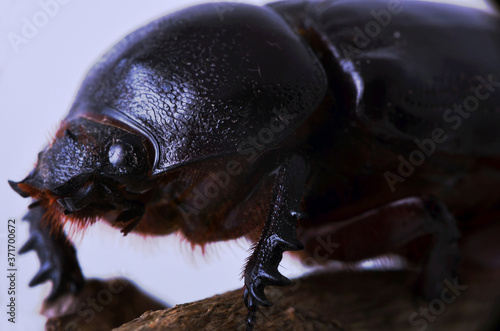 Macro photography of black beetle, on wooden stick. © andrecoro90