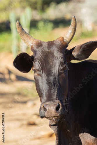 black ox on the farm