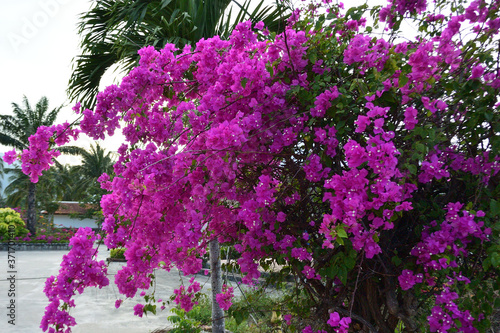 Bougainvillea