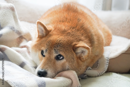 室内でくつろぐ柴犬