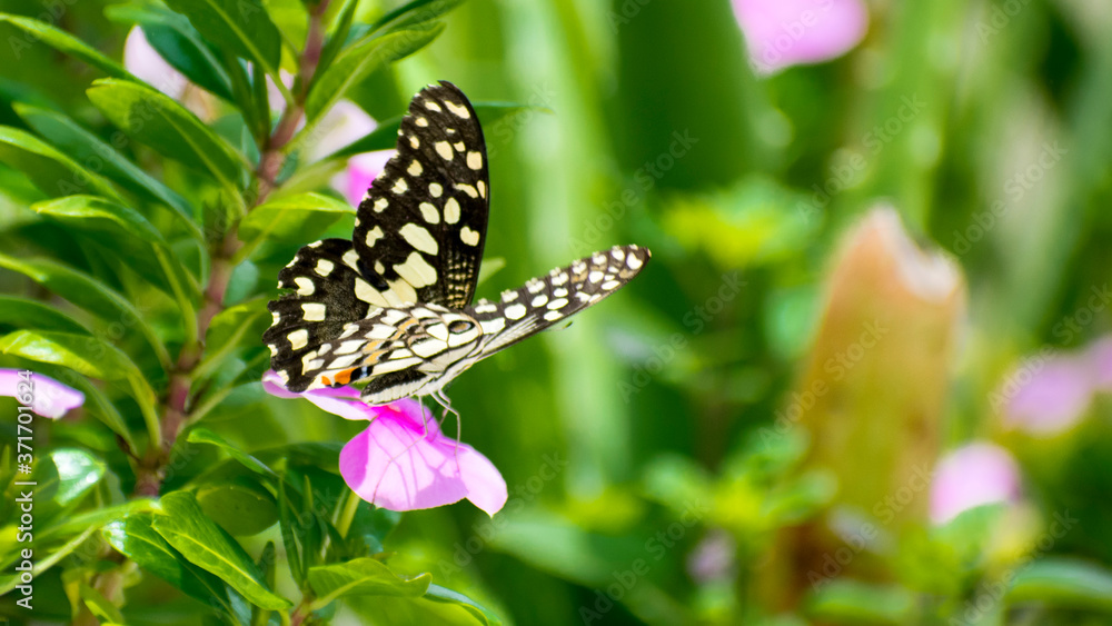 Obraz premium Beautiful black butterfly flying in home terrace garden 