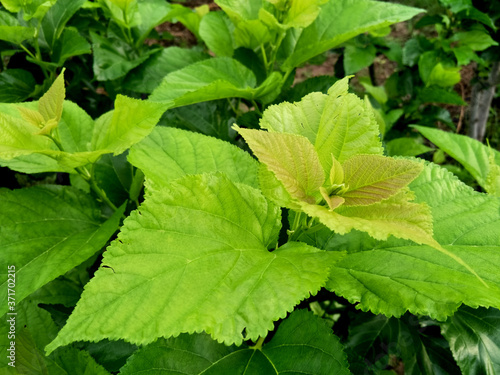 Wallpaper Mural The tops of the mulberry trees after the rain. Torontodigital.ca