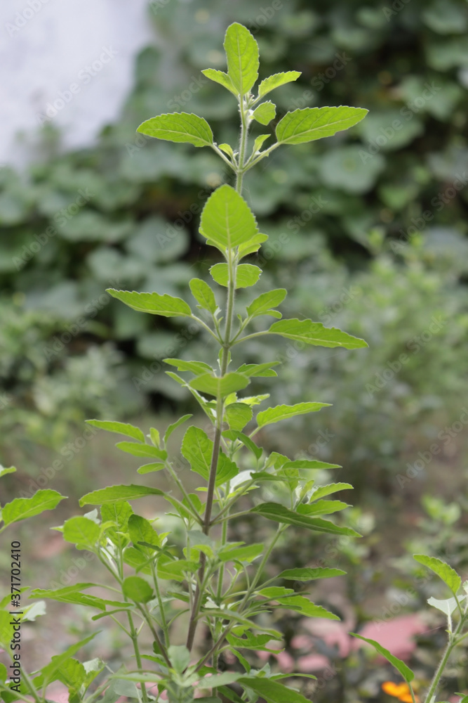 Fototapeta premium Basil flower, stalk and leaves image