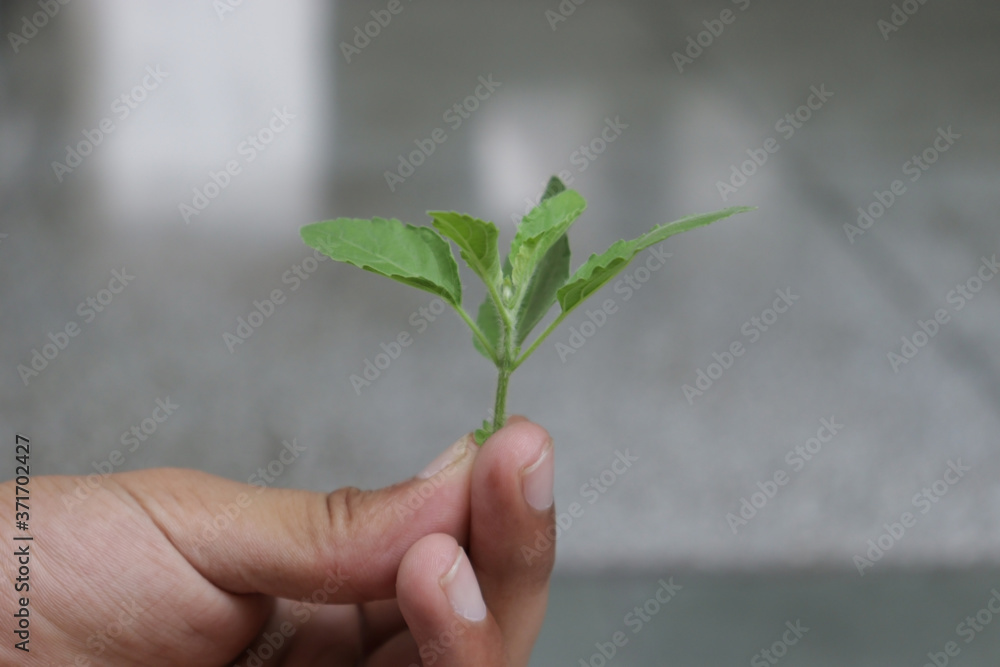 Basil flower, stalk and leaves image Basil flower, stalk and leaves image