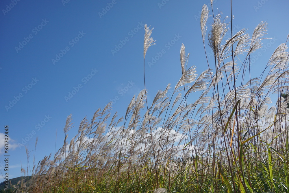 Fototapeta premium Japanese Pampas Grass(Susuki grass) blown by the wind